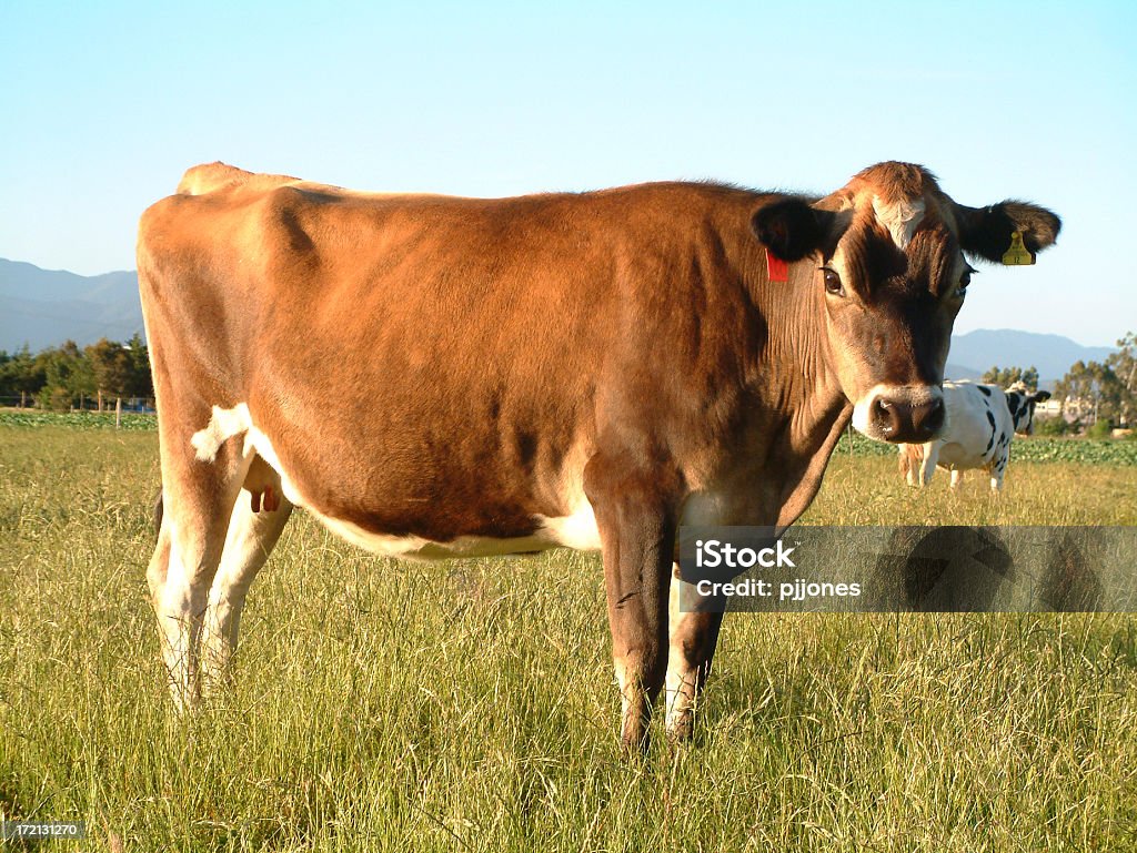 Vaca - Foto de stock de Aire libre libre de derechos