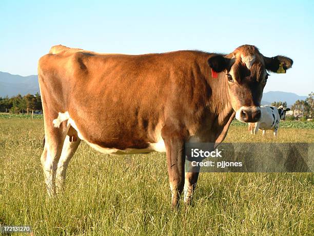 Vaca Foto de stock y más banco de imágenes de Aire libre - Aire libre, Animal, Boca de animal