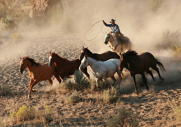 새벽 무렵 roping 개척시대의 mustang - wild west 뉴스 사진 이미지