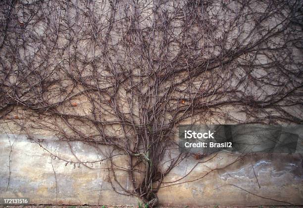 Ramos - Fotografias de stock e mais imagens de Hera - Trepadeira - Hera - Trepadeira, Parede, Crescimento