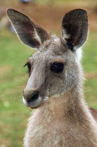 Australian Kangaroo Head Or Face Close Up Stock Photo - Download Image Now  - Animal, Animals In Captivity, Australia - iStock