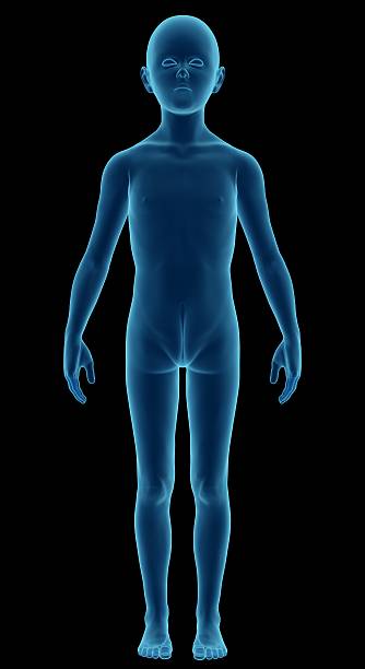 Human body of a child for study. Model boy. Human body of a child for study. Model boy. Front view. Great to be used in medicine works and health. Isolated on a black background. kid body parts stock pictures, royalty-free photos & images