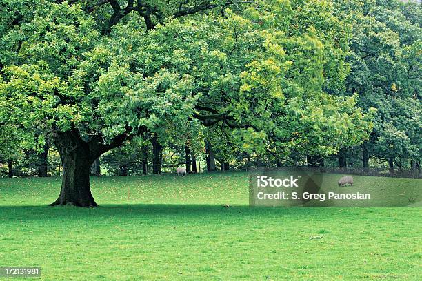 Rural De Inglaterra Foto de stock y más banco de imágenes de Aire libre - Aire libre, Campo - Tierra cultivada, Cumbria