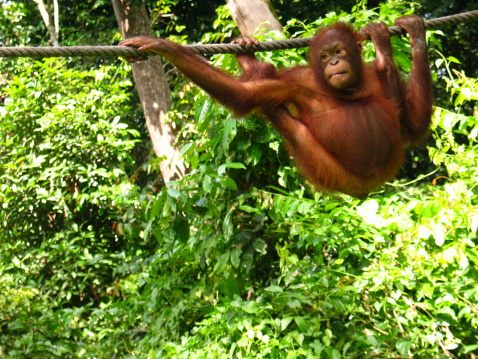 urang utang in malesia jungla