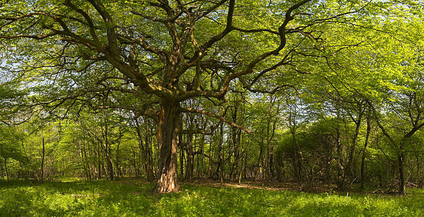 Quercia - foto stock