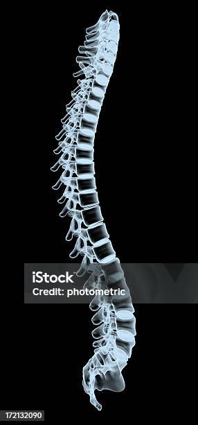 Wirbelsäule Xray Stockfoto und mehr Bilder von Röntgenbild - Röntgenbild, Medizinisches Röntgenbild, Wirbelsäule - Mensch