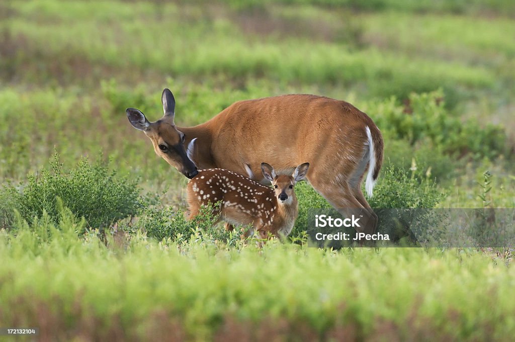 Doe und Beige im Frühling Meadow - Lizenzfrei Wilde Tiere Stock-Foto