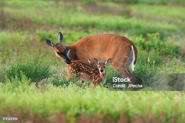 Doe Und Beige Im Frühling Meadow Stockfoto und mehr Bilder von Wilde Tiere - Wilde Tiere, Shenandoah-Nationalpark, Zusehen