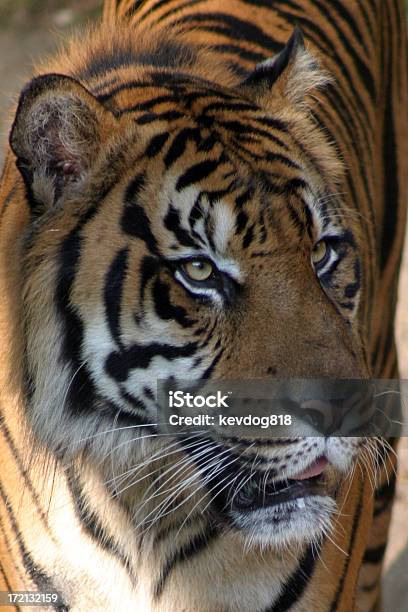 Tigre - Fotografie stock e altre immagini di Animale - Animale, Animale femmina, Animale selvatico