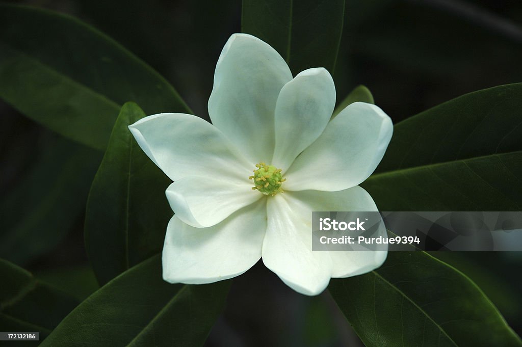 Sweetbay fleur de Magnolia - Photo de Magnolia libre de droits