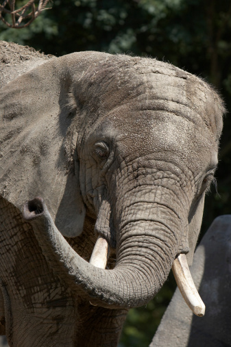 Savannah Elephant Cute Face With Big Teeth