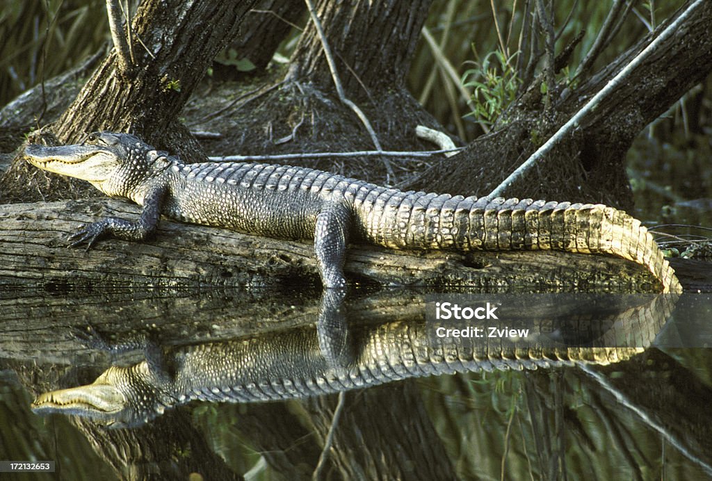 Alligator auf Log mit absolut perfekte Spiegelbild im Wasser - Lizenzfrei Alligator Stock-Foto