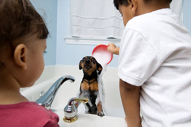 Miniature pinscher.