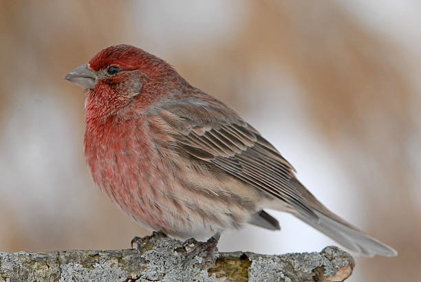 istock Purple Finch 172132831