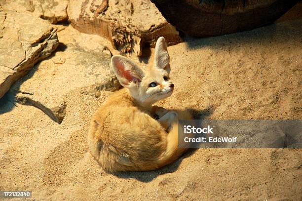 Desierto Fox Foto de stock y más banco de imágenes de Zorro Fenec - Zorro Fenec, África, Desierto