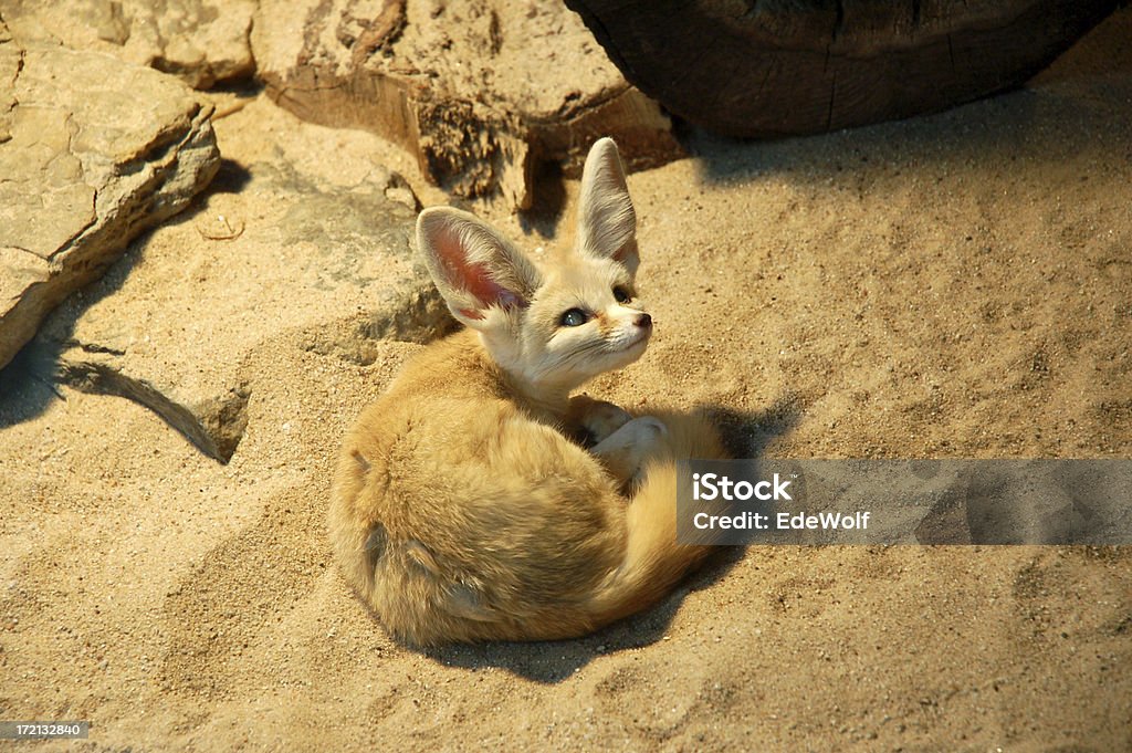 Volpe del deserto - Foto stock royalty-free di Fennec