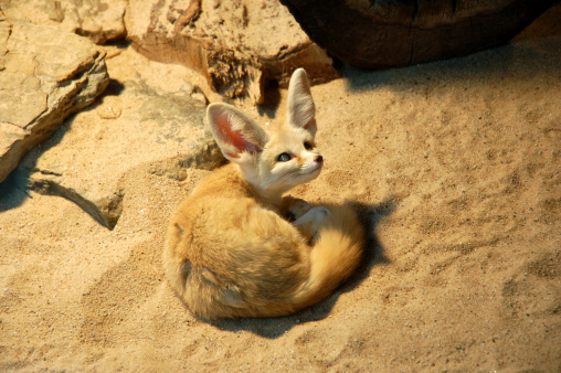 Fennec fox (Vulpes zerda) is a small crepuscular fox native to the deserts of North Africa