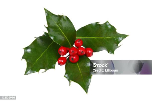 Holly Series Stock Photo - Download Image Now - Berry, Celebration Event, Christmas