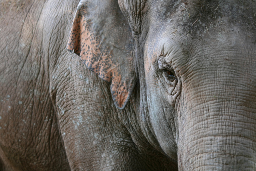 close-up of eye and ear of an Asian elephant