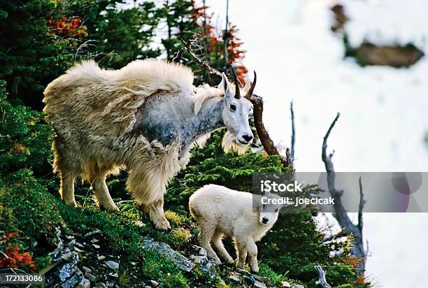 Cabra Montés Americana Con Bebé Foto de stock y más banco de imágenes de Animales salvajes - Animales salvajes, Fauna silvestre, Madre