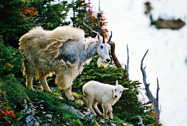 Mother Rocky Mountain Goat with her baby walks on a cliffside path overlooking a glacier far below.