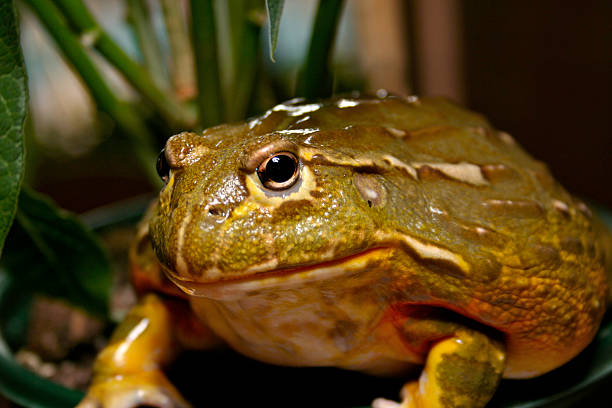 Bullish Frog Large burrowing bullfrog big frog stock pictures, royalty-free photos & images