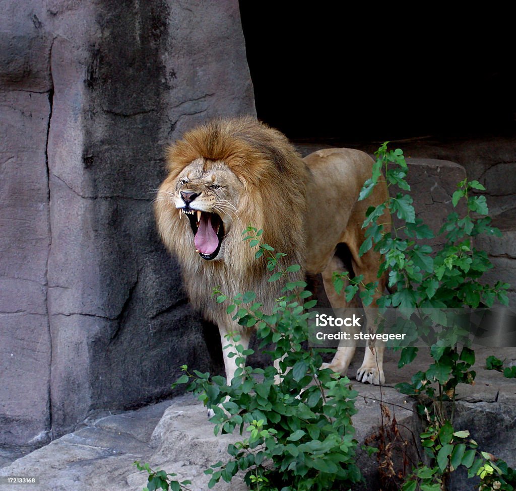 Lion 으르렁거리다 - 로열티 프리 0명 스톡 사진