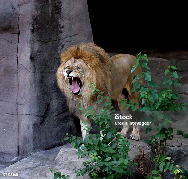 Lion 으르렁거리다 0명에 대한 스톡 사진 및 기타 이미지 - 0명, 갈기, 격노한