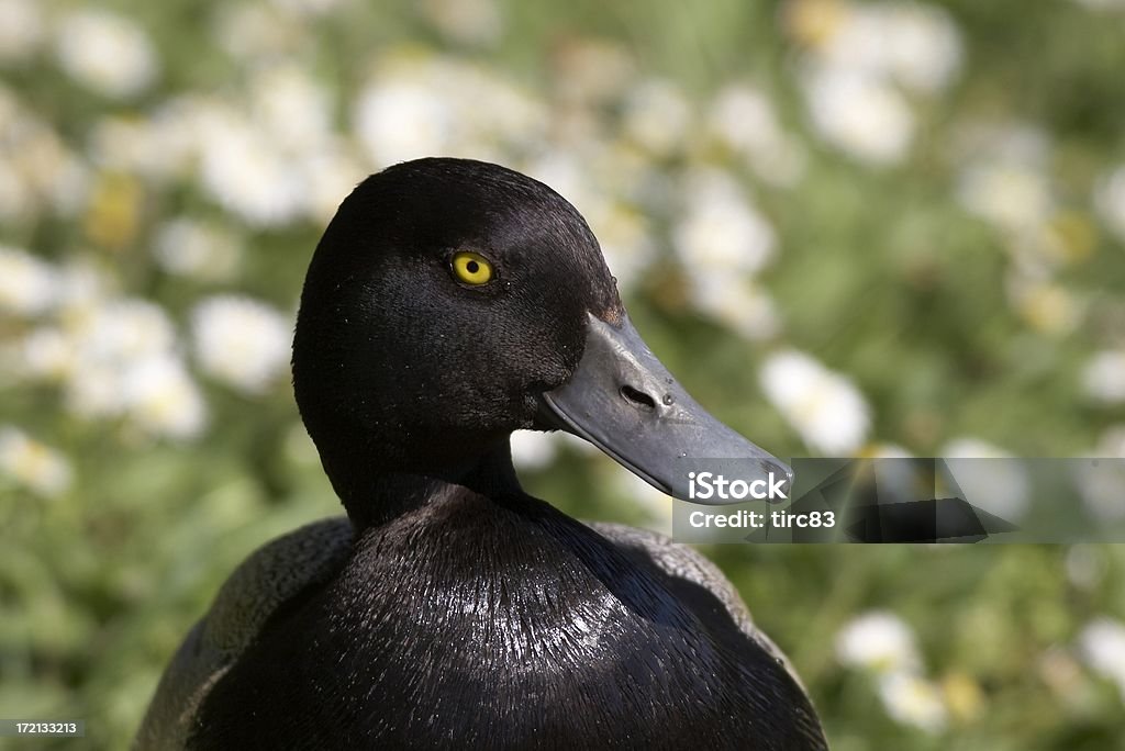 Daffy duck - Photo de Bec libre de droits