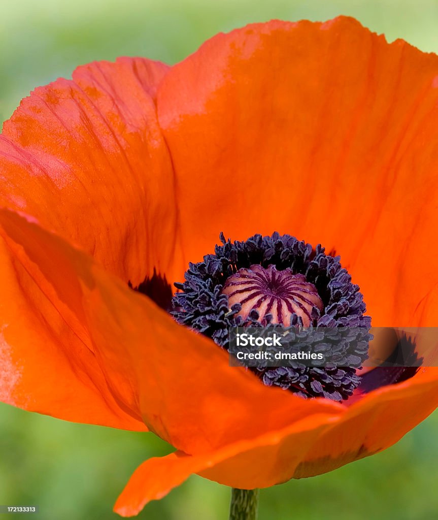 Türkischer Poppy - Lizenzfrei Blume Stock-Foto