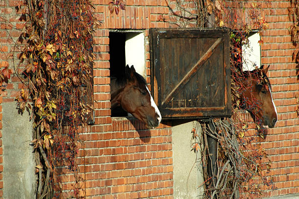 two brown horses are standing out of the window in a country stable.