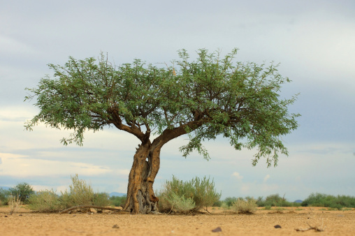 A wide branched mesquite tree growing out of the sand