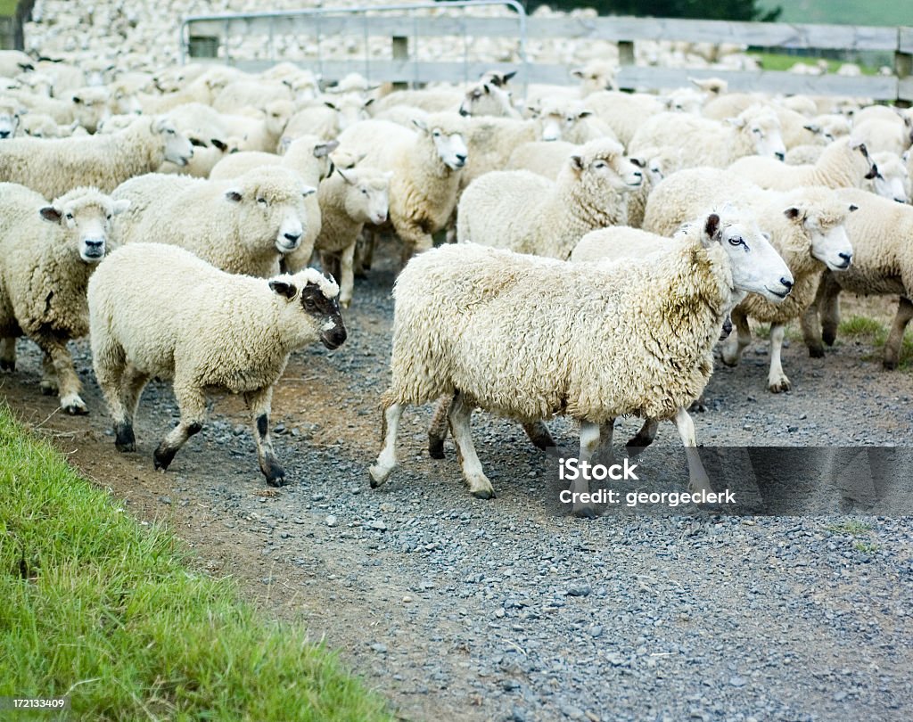 羊の群 - 羊の群のロイヤリティフリーストックフォト
