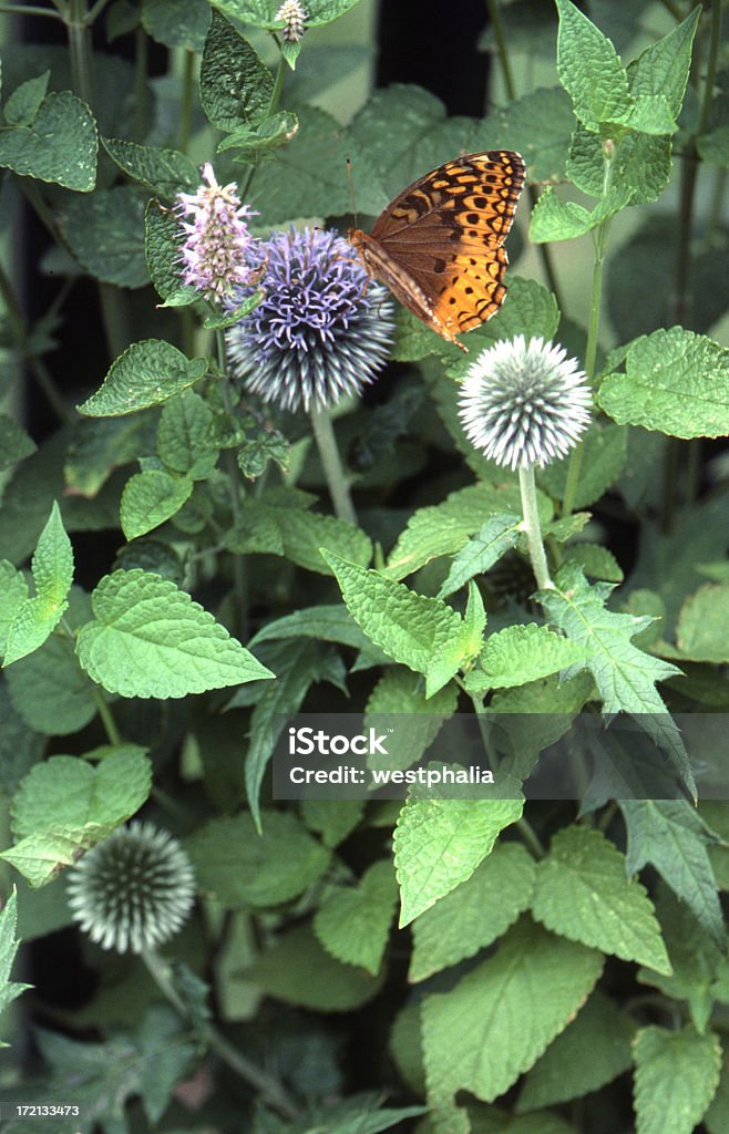 Papillon sur une fleur - Photo de Botanique libre de droits
