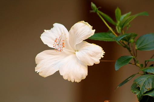 Elegant White Hibiscus Flower: Pure Botanical Beauty