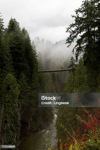 Capilanohängebrücke Stockfoto und mehr Bilder von Capilano-Brücke - Capilano-Brücke, Wald, Bach