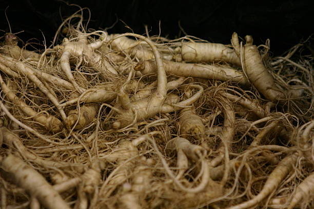 fresco ginseng americano - ginseng american culture root asian ethnicity foto e immagini stock