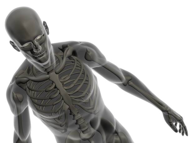 istock Human body of a man with skeleton 172134502
