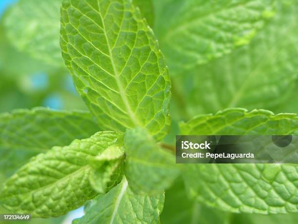 Hojas De Menta Fresca Foto de stock y más banco de imágenes de Aire libre - Aire libre, Bebida alcohólica, Clorofila