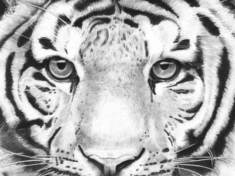 Very detailed,hand-drawn photorealistic illustration of the eyes of a tiger.