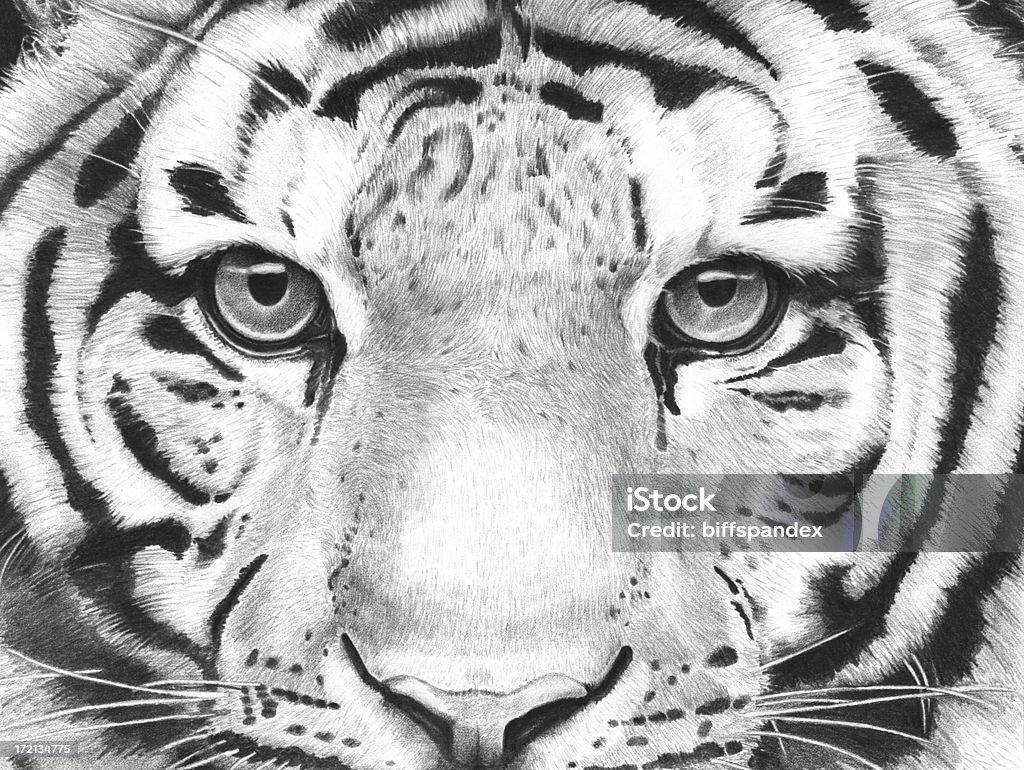 Ilustração detalhada de Tigre - Royalty-free Tigre Foto de stock