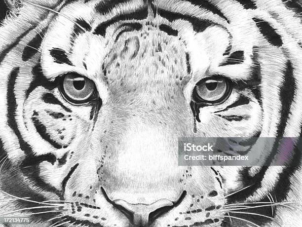 Foto de Tigre Ilustração Detalhada e mais fotos de stock de Tigre - Tigre, Ilustração e Pintura, Animal