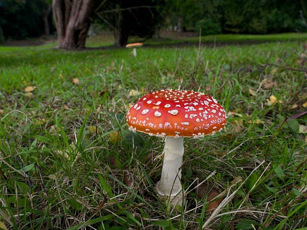 Amanita muscaria - Fly Agaric