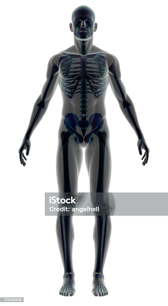 Corpo umano in uno scheletro di un uomo con per lo studio - Foto stock royalty-free di Figura intera