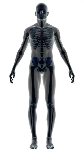 Photo of Human body of a man with skeleton for study
