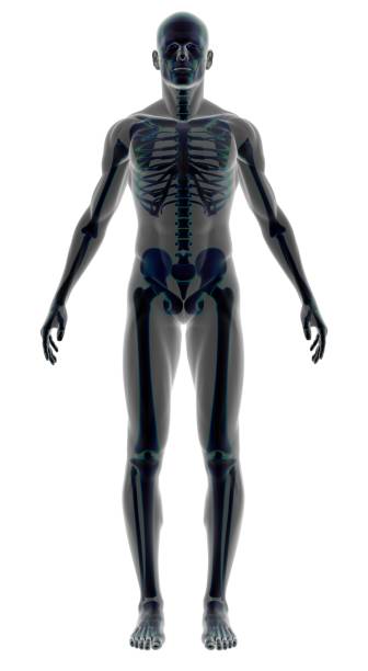 ludzkie ciało z mężczyzna z szkielet w ramach badania - body human spine human head human neck zdjęcia i obrazy z banku zdjęć
