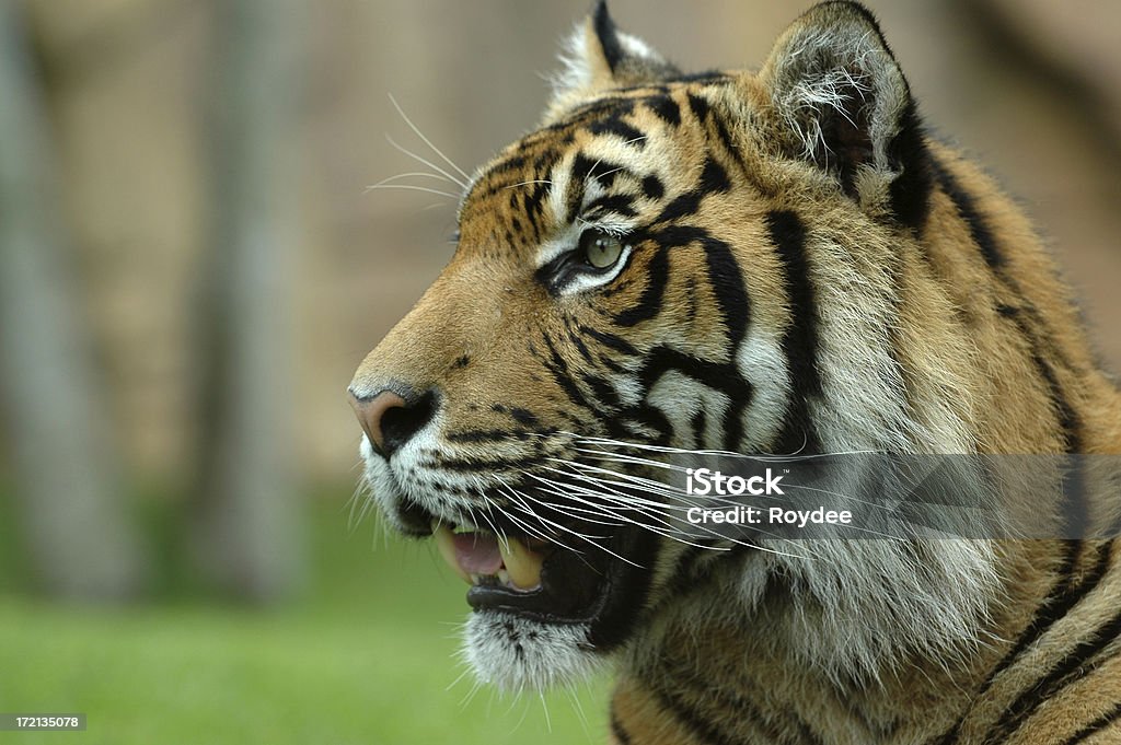 BigCat - Foto stock royalty-free di Isola di Sumatra