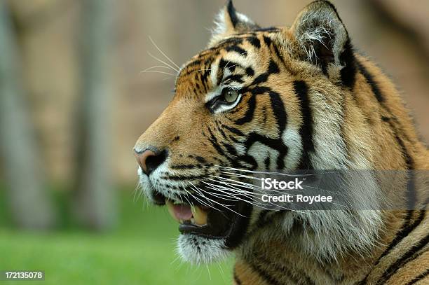Bigcat - Fotografie stock e altre immagini di Isola di Sumatra - Isola di Sumatra, Tigre, Animale