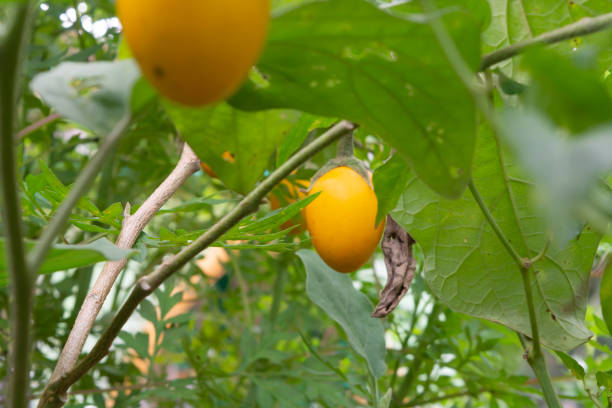 istock Fresh eggplant (Solanum melongena) flat lay is yellow in color 1721391363