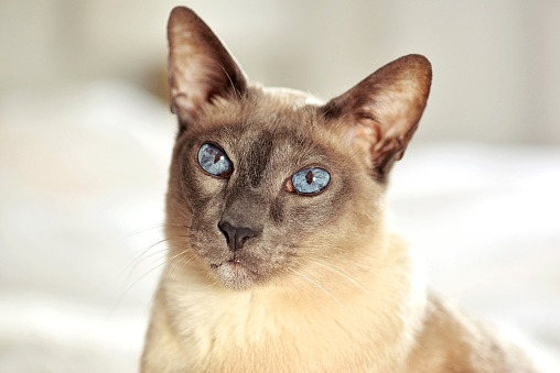 snotty cat is a cross between a Bengali and a Thai breed. The concept of animal diseases.